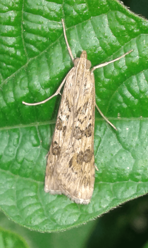 Nomophila noctuella (Crambidae)? S